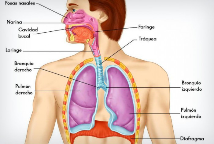 El Sistema Respiratorio Principales Caractersticas