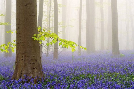 El Bosque Azul de Halle, en Bélgica
