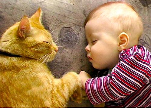 bebes y niños con gatos  (1)