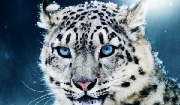 leopardo-de-las-nievess_g