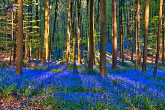 Bosque azul de Halle Belgica (1)