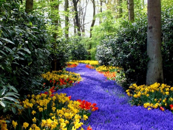 Espectaculares Paisajes con flores de colores muy bonitas | Información