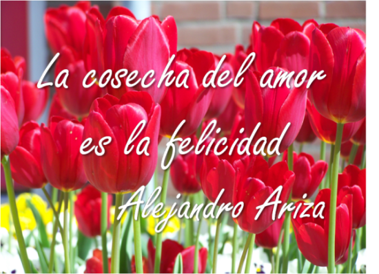 Frase_felicidad_Alejandro_Ariza