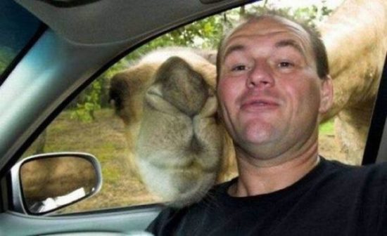 selfies divertidas con Animales (9)