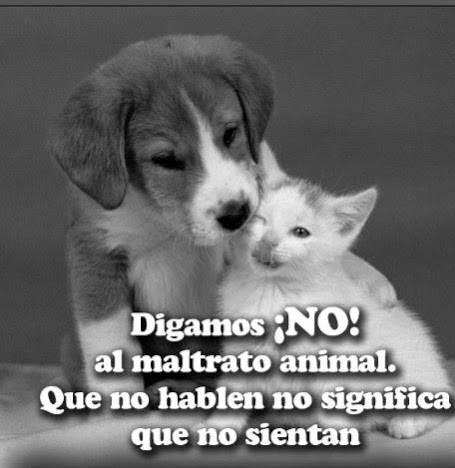 Animales con Frases  (13)