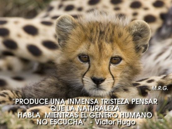 Animales con Frases  (14)