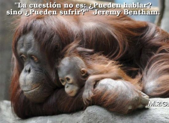 Animales con Frases  (19)