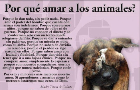 Animales con Frases  (2)