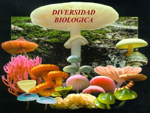 Lema del Día de la Biodiversidad o Diversidad Biológica