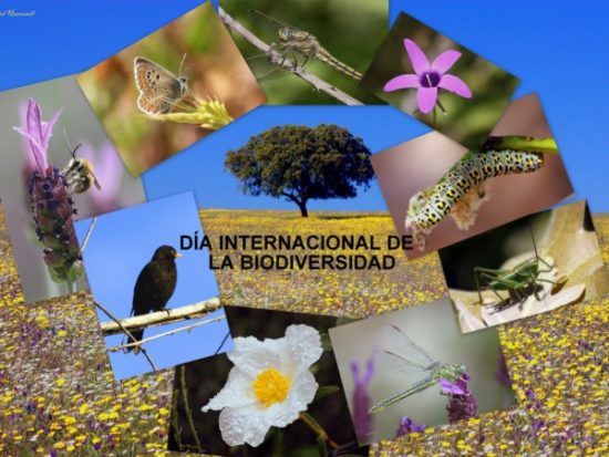 Día de la Biodiversidad  (17)