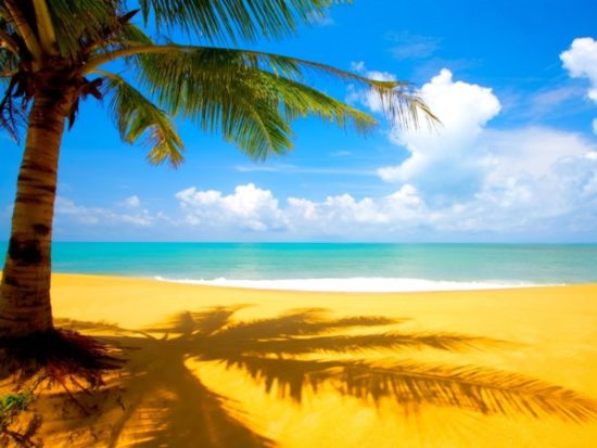 Playa sol y palmeras  (9)
