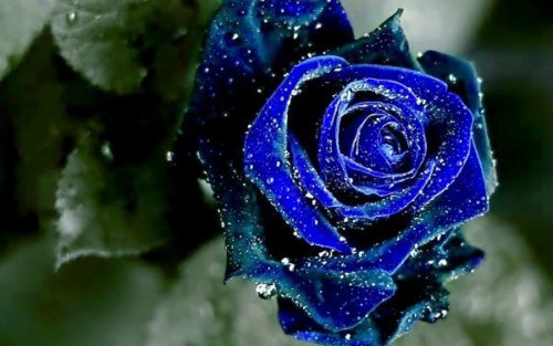 significado-rosas-azules-600x375
