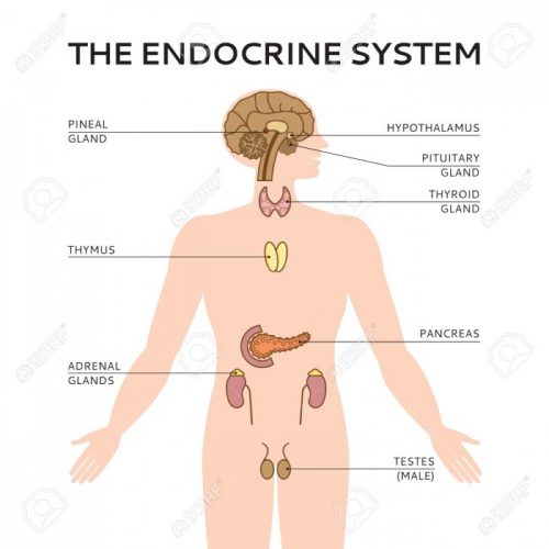 Sistema Endocrino Funciones Y Partes Información Imágenes 7620